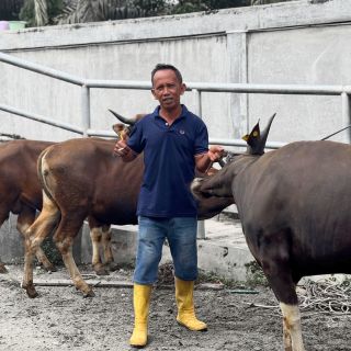 Foto Agus Lestari, Mitra Peternak Cowin
