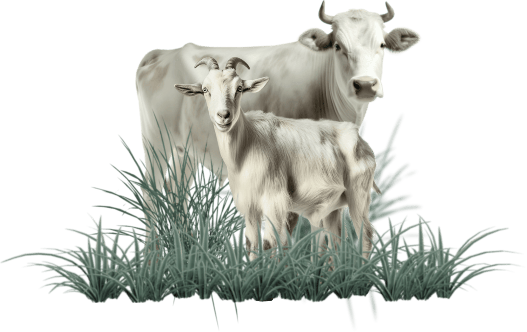 Sapi Cowin